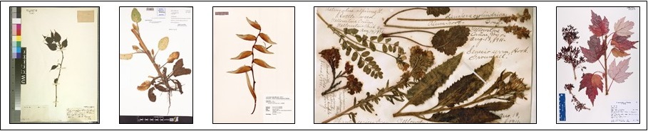 Collection of preserved plant specimens
