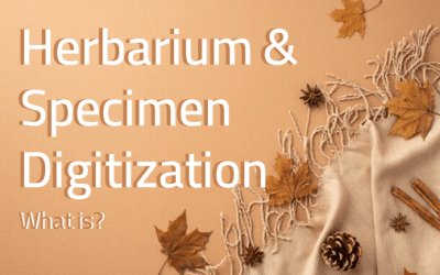 What is Herbarium & Specimen Digitization