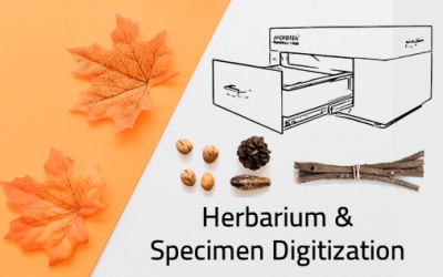 Digitizing Herbaria: Preserving Plant Specimens for Future Study